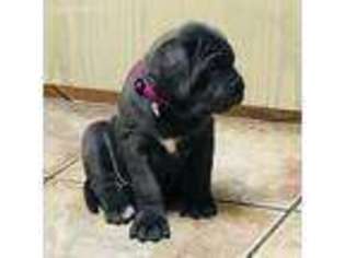 Neapolitan Mastiff Puppy for sale in Leander, TX, USA