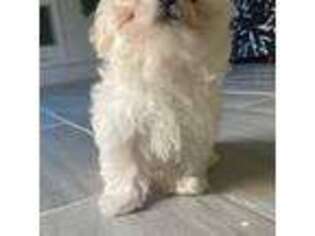 Maltese Puppy for sale in Hamilton, OH, USA