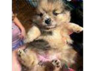 Pomeranian Puppy for sale in Davidson, NC, USA