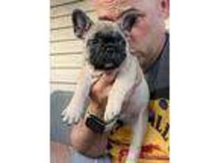 French Bulldog Puppy for sale in Townsend, DE, USA