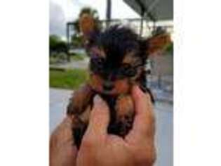 Yorkshire Terrier Puppy for sale in Port Charlotte, FL, USA