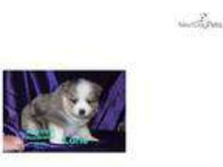 Mutt Puppy for sale in Ames, IA, USA