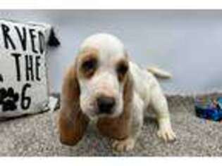 Basset Hound Puppy for sale in Fort Wayne, IN, USA