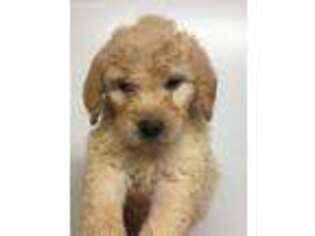Goldendoodle Puppy for sale in Omaha, AR, USA