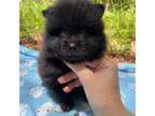 Pomeranian Puppy for sale in Ehrhardt, SC, USA