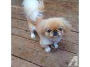 Pekingese Puppy for sale in PORTLAND, OR, USA
