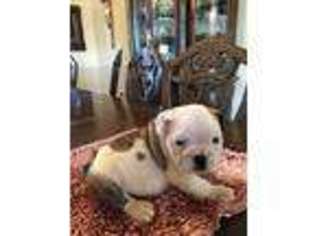 Bulldog Puppy for sale in Frost, TX, USA