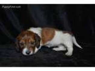 Dachshund Puppy for sale in Georgetown, TX, USA