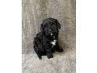 Cavapoo Puppy for sale in Taylorsville, NC, USA