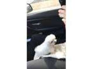 Maltese Puppy for sale in Sherman Oaks, CA, USA
