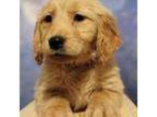 Golden Retriever Puppy for sale in Cache, OK, USA