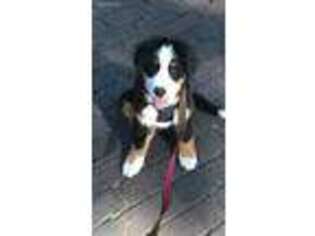 Bernese Mountain Dog Puppy for sale in Augusta, GA, USA