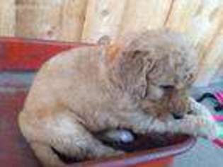Goldendoodle Puppy for sale in Friedens, PA, USA