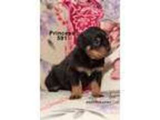 Rottweiler Puppy for sale in Wheeling, MO, USA