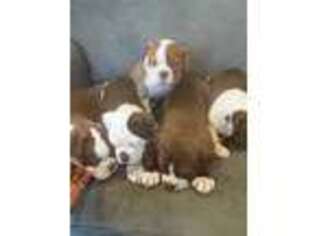 Alapaha Blue Blood Bulldog Puppy for sale in Brunswick, MD, USA