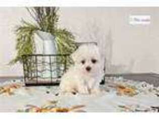 Maltese Puppy for sale in Bloomington, IN, USA