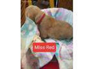Golden Retriever Puppy for sale in Bristol, IN, USA