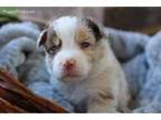 Australian Shepherd Puppy for sale in Temple, TX, USA