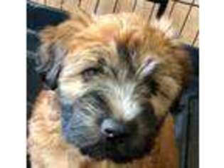 Soft Coated Wheaten Terrier Puppy for sale in Cedar Hill, TX, USA