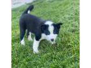 Mutt Puppy for sale in Omaha, AR, USA