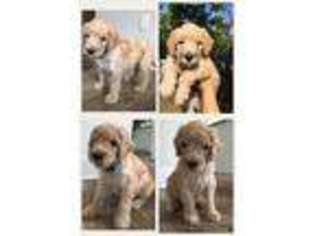 Goldendoodle Puppy for sale in Santa Rosa Beach, FL, USA