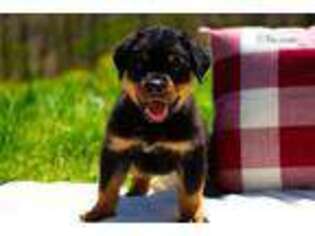 Rottweiler Puppy for sale in Springfield, MO, USA