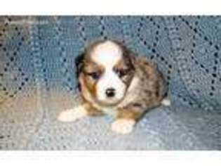 Miniature Australian Shepherd Puppy for sale in Caney, KS, USA