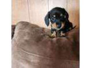 Dachshund Puppy for sale in Torrance, CA, USA