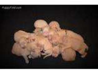 Goldendoodle Puppy for sale in Modesto, CA, USA