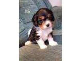 Cavalier King Charles Spaniel Puppy for sale in Lemoore, CA, USA