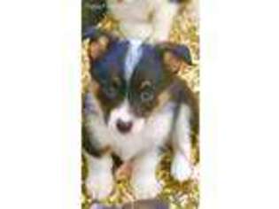 Pembroke Welsh Corgi Puppy for sale in Caro, MI, USA