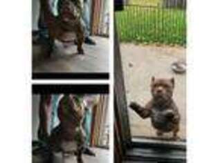 Mutt Puppy for sale in Oshkosh, WI, USA