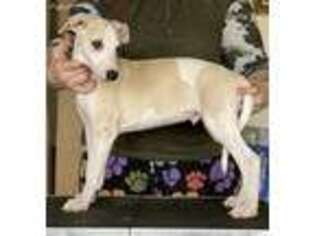 Whippet Puppy for sale in Celina, TX, USA