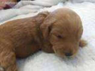 Labradoodle Puppy for sale in Westminster, MD, USA