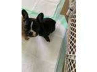 French Bulldog Puppy for sale in Oak Ridge, NC, USA