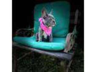 French Bulldog Puppy for sale in Hampton, AR, USA