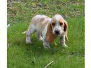 Basset Hound Puppy for sale in West Plains, MO, USA