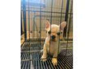 French Bulldog Puppy for sale in Grandview, MO, USA