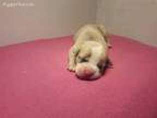 American Bulldog Puppy for sale in Tucson, AZ, USA