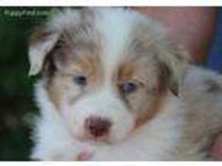 Australian Shepherd Puppy for sale in Mount Pleasant, TX, USA