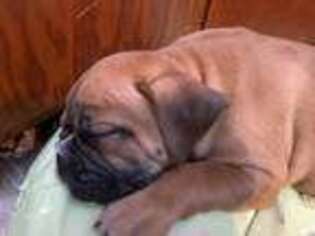 Olde English Bulldogge Puppy for sale in Neillsville, WI, USA