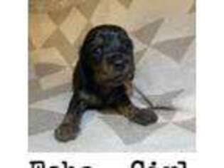 Dachshund Puppy for sale in Havelock, NC, USA