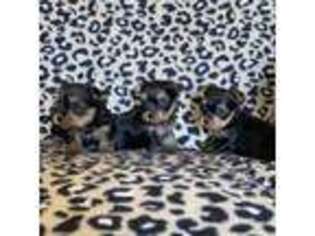 Yorkshire Terrier Puppy for sale in Blacksburg, SC, USA