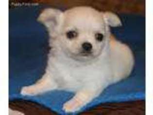Chihuahua Puppy for sale in Nuevo, CA, USA