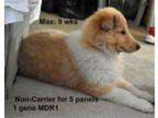 Collie Puppy for sale in Belle Fourche, SD, USA