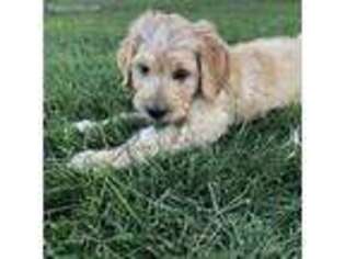 Goldendoodle Puppy for sale in Sunnyside, WA, USA