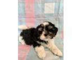 Mal-Shi Puppy for sale in Sycamore, GA, USA