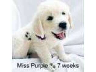 Mutt Puppy for sale in Waunakee, WI, USA
