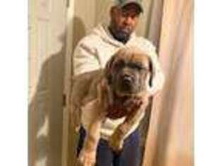 Cane Corso Puppy for sale in Canton, OH, USA