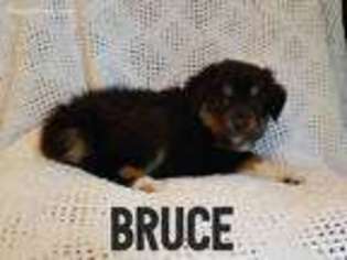 Miniature Australian Shepherd Puppy for sale in Scottown, OH, USA